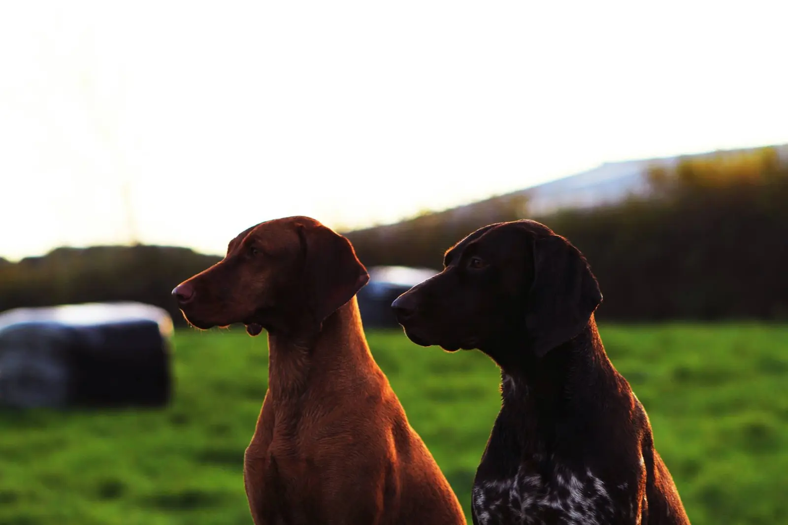 Two estate dogs watching the evening light