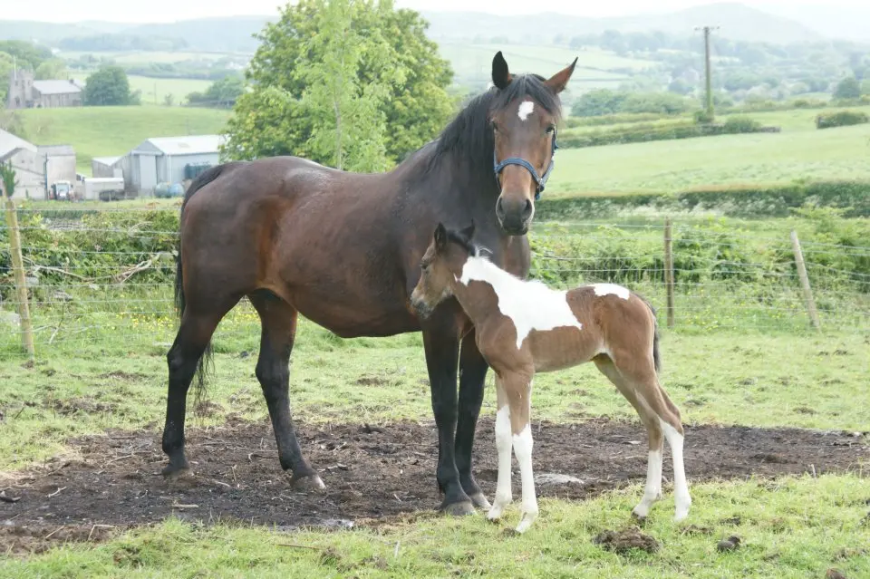 A horse and foal in a field at Cowran Estate
