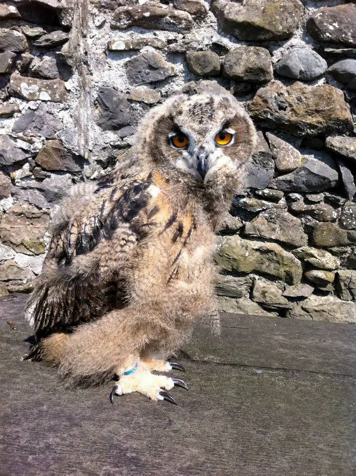 A young owl beside a dry-stone wall at Cowran Estate